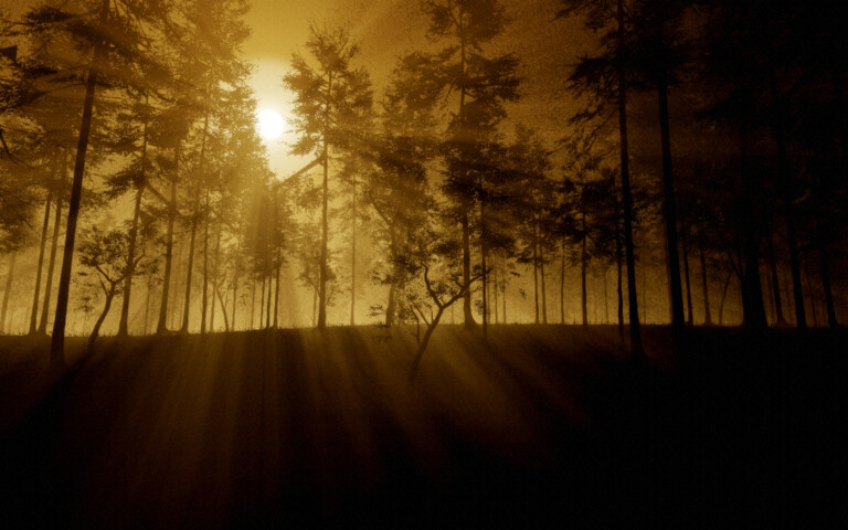 Komorebi. The wood keeps the light it lets through.