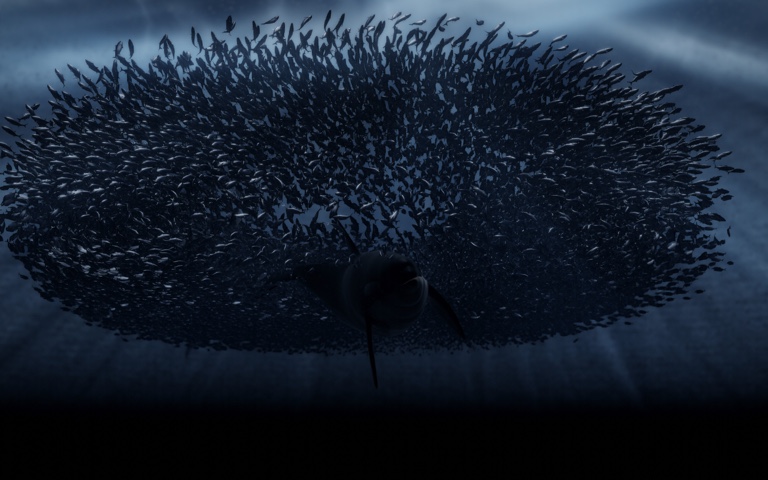 The Pod. A family that hunts as one, in a cold sea.